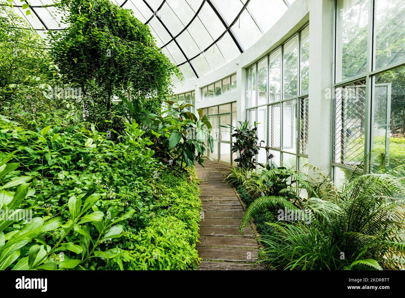 Greenhouse with Tropical Green Vegetation. Royal Botanic King Gardens