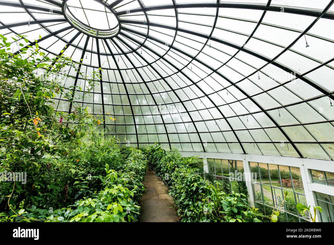 Greenhouse with Tropical Green Vegetation. Royal Botanic King Gardens
