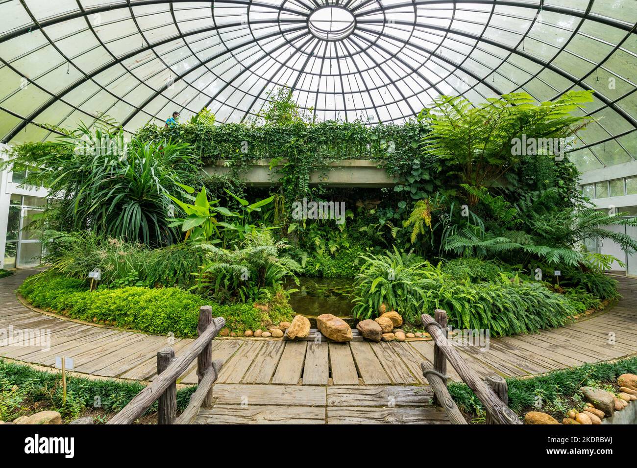 Greenhouse with Tropical Green Vegetation. Royal Botanic King Gardens