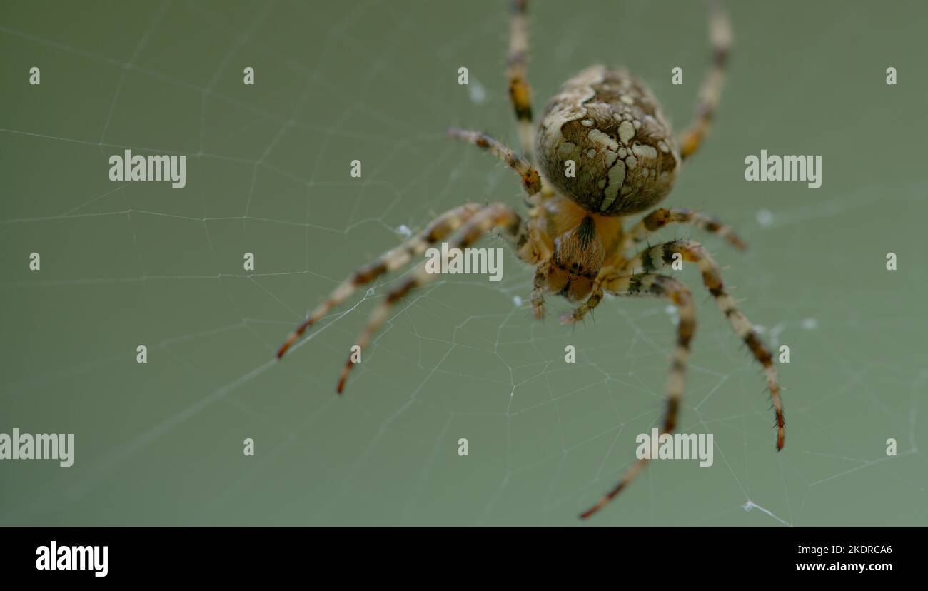 Close up of a spider Stock Photo