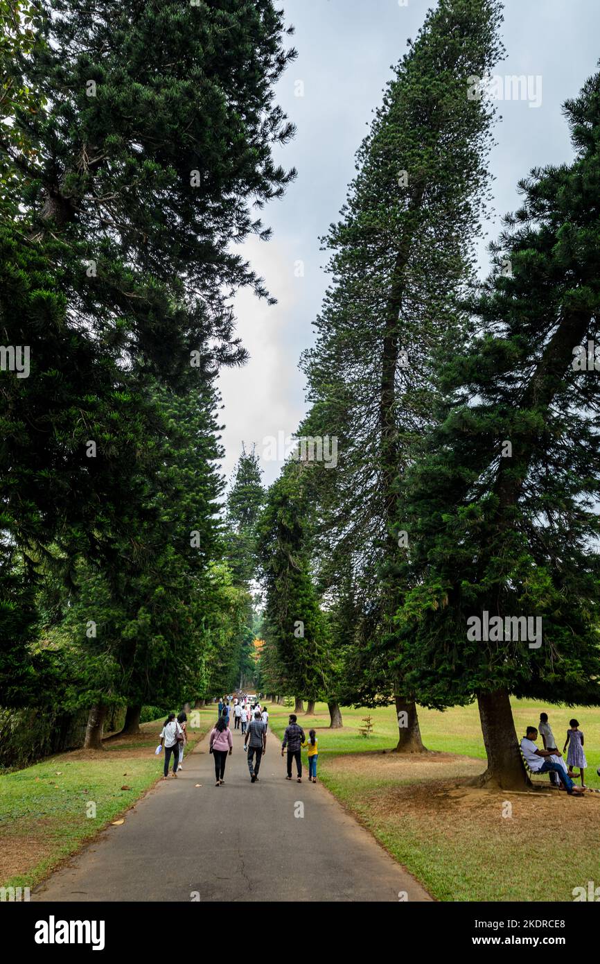 Crooked Cook Pines (Araucaria columnaris) in Peradeniya Botanical Gardens. Kandy, Sri Lanka Stock Photo