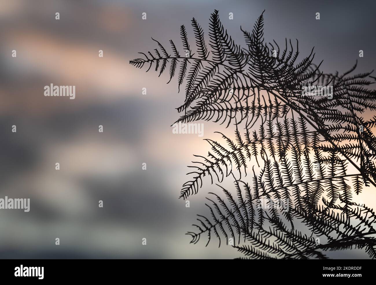 Fern silhouette against setting sun. Stock Photo