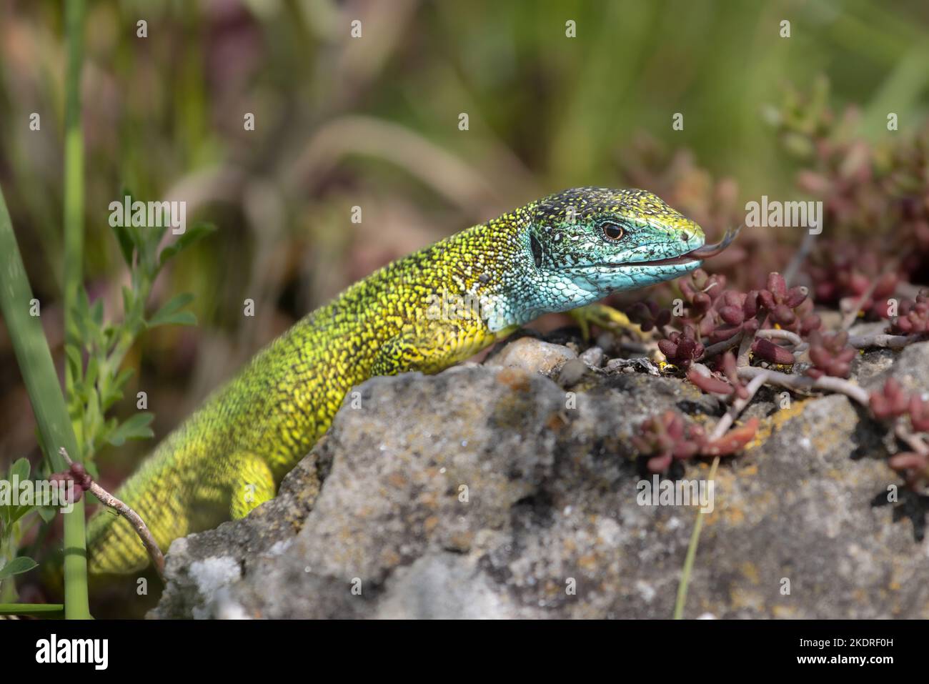 European green lizard Stock Photo - Alamy