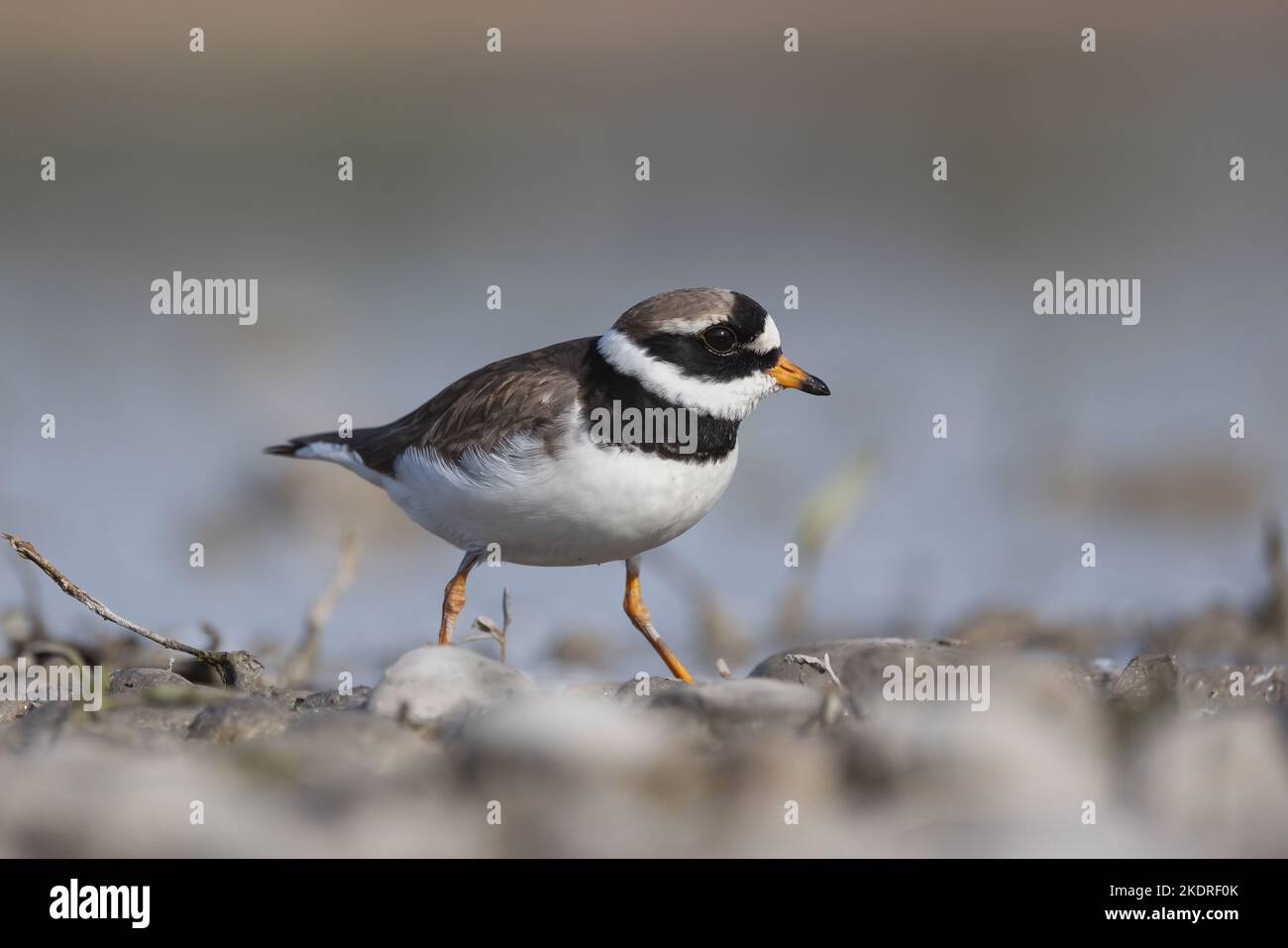 common ringed plover Stock Photo - Alamy