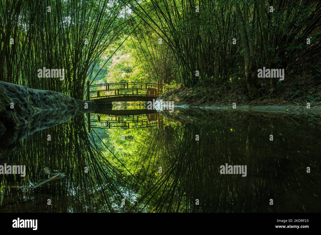 Qingyuan tianzi mountain bamboo reflection Stock Photo