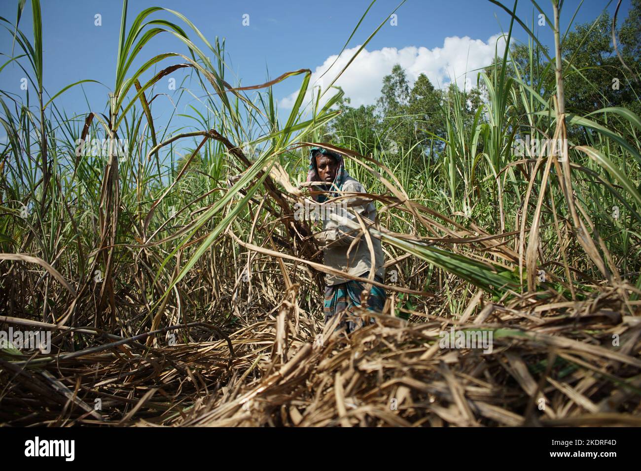 Sylhet, Sylhet, Bangladesh. 8th Nov, 2022. A sugarcane farmer collecting sugarcane from a