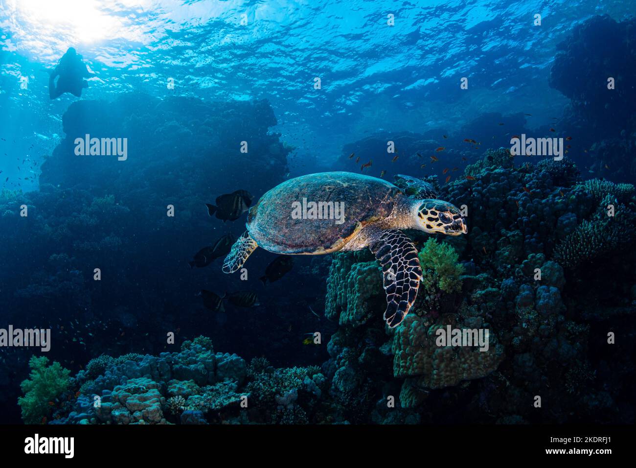 Sea turtle with cleaning fish in coral reef Stock Photo