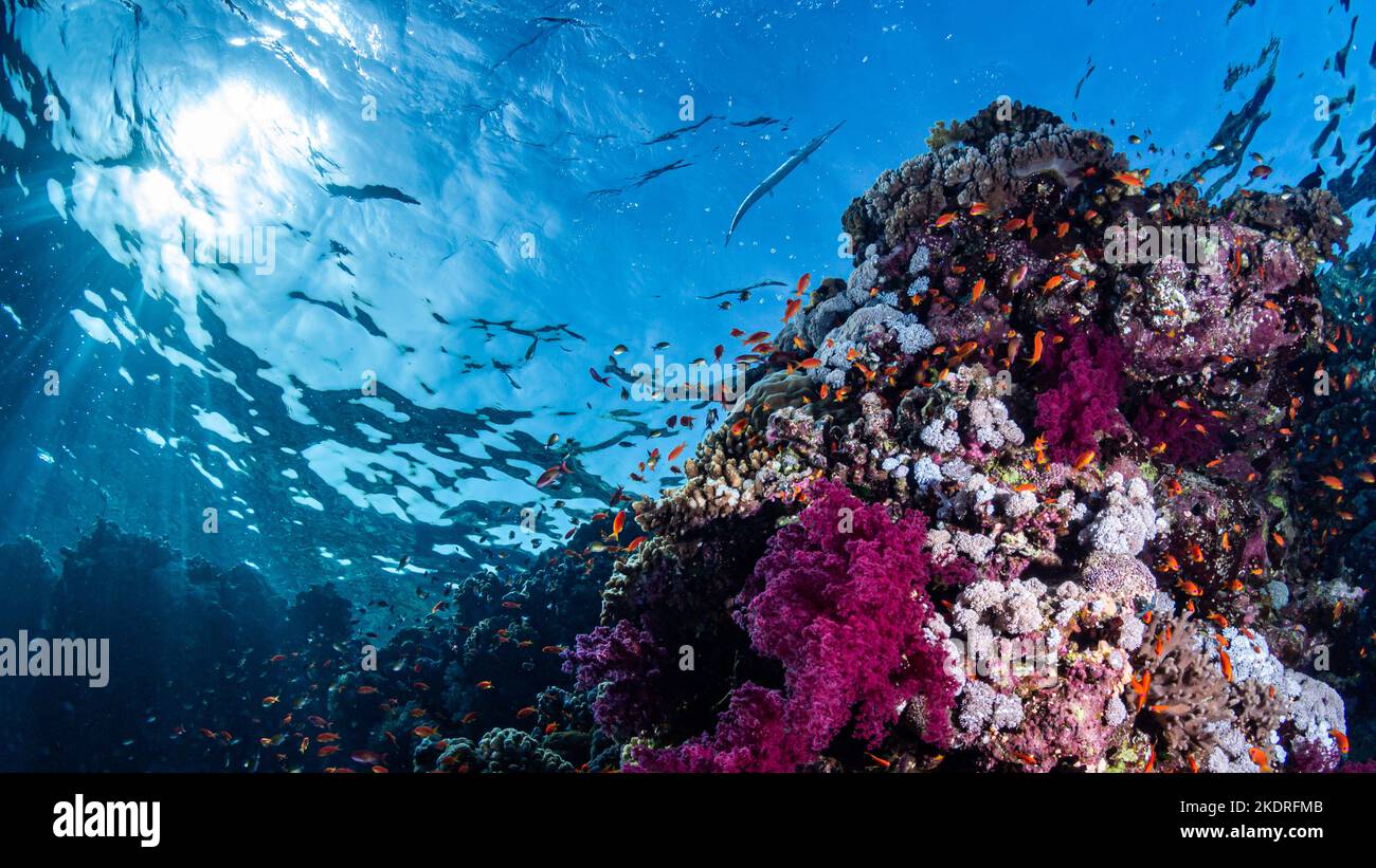 Fish on a coral reef with blue background on diving safari in Egypt Stock Photo