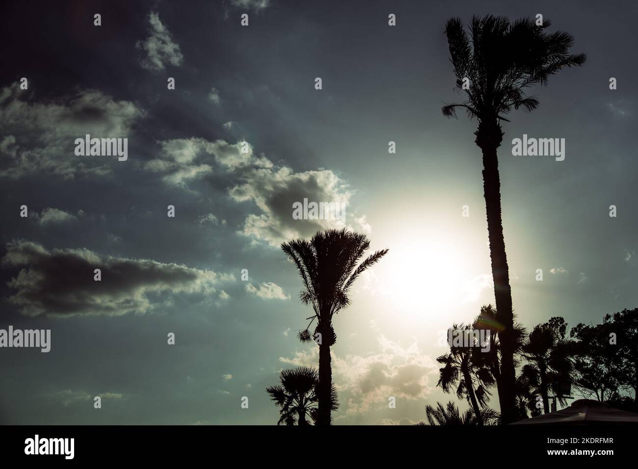Palm trees at the beach against sunny blue sky Stock Photo - Alamy