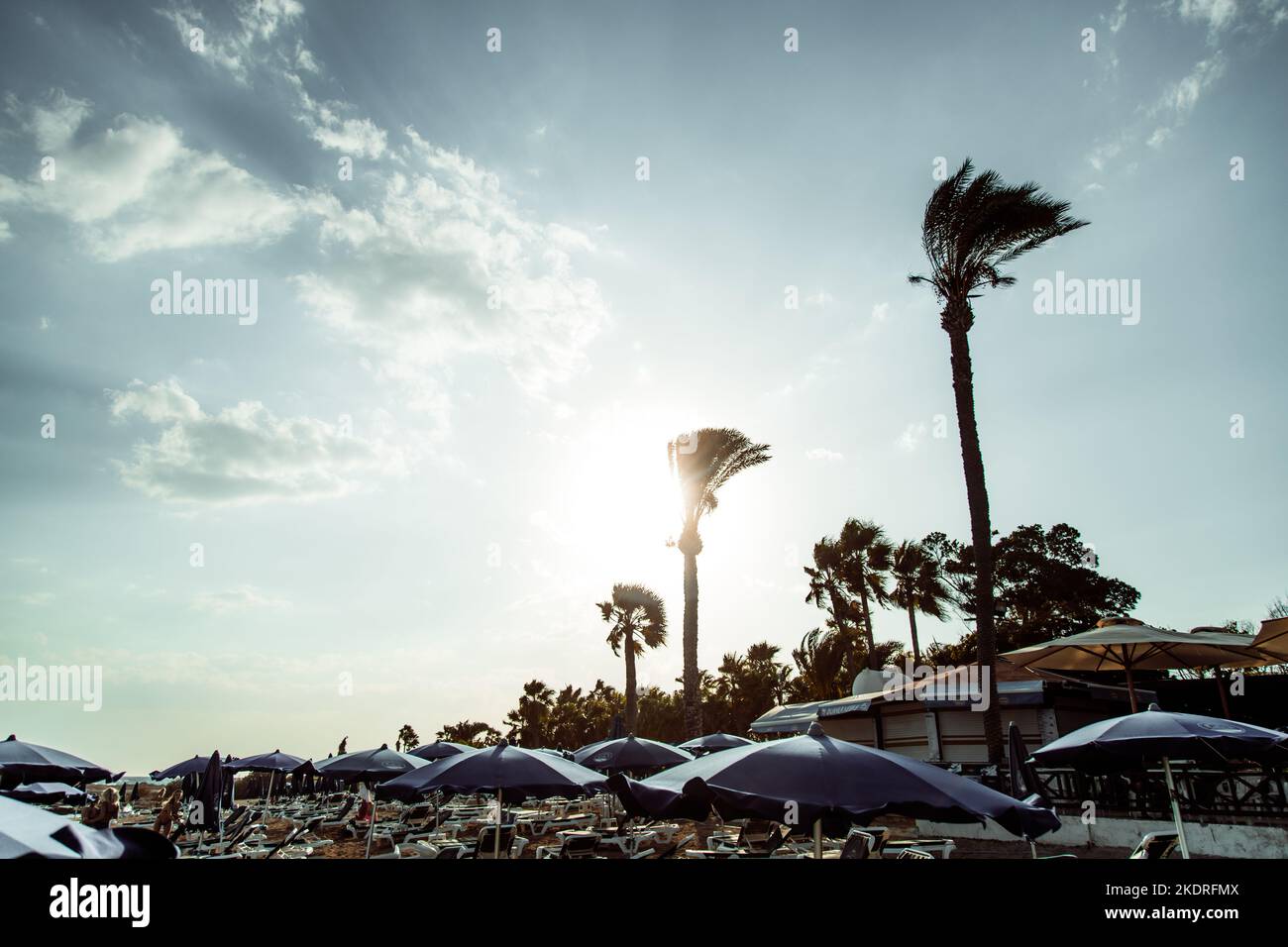 Palm trees at the beach against sunny blue sky Stock Photo - Alamy