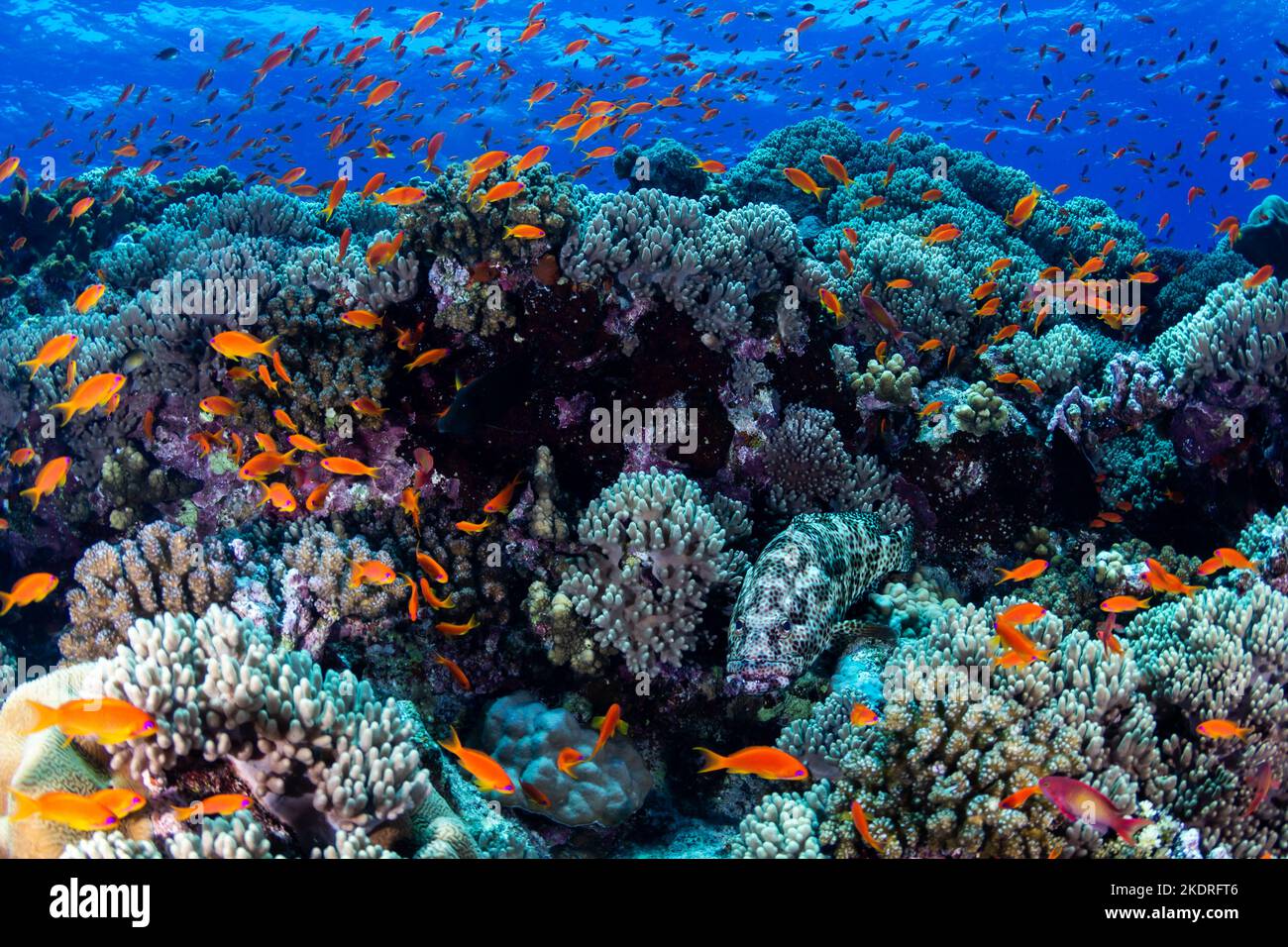 Fish on a coral reef with blue background on diving safari in Egypt Stock Photo