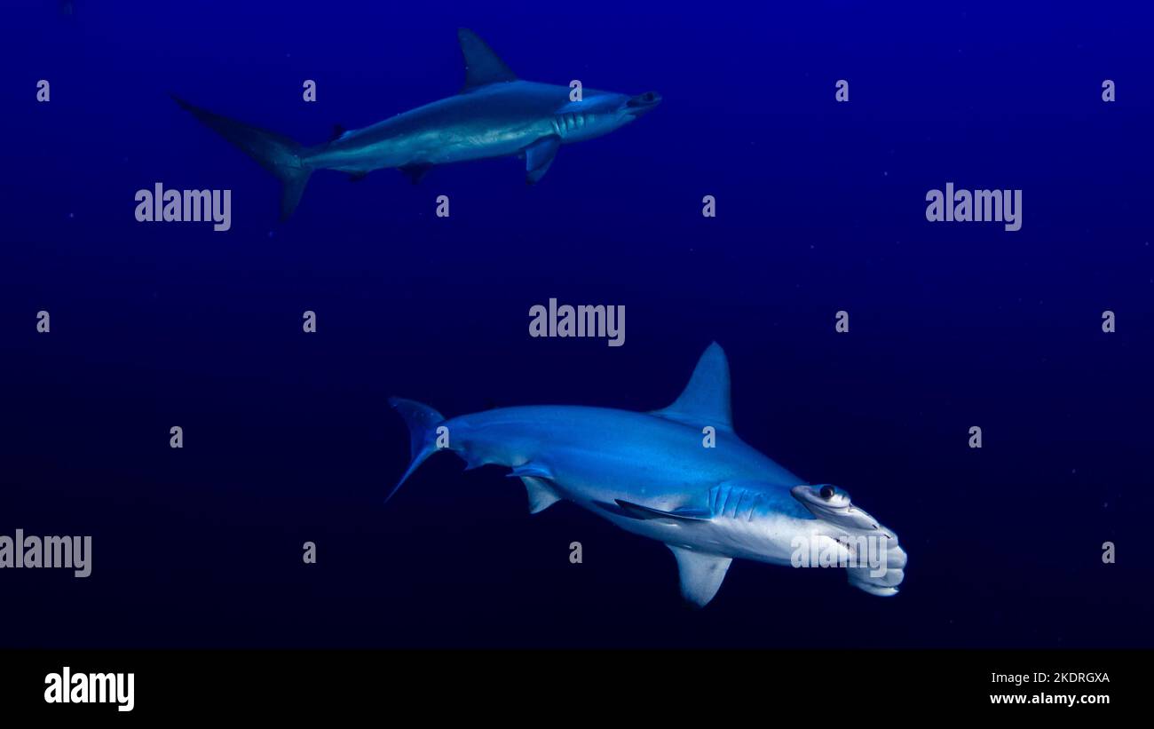 Close up of scalloped hammerhead shark in open water on diving safari in Egypt Stock Photo Alamy