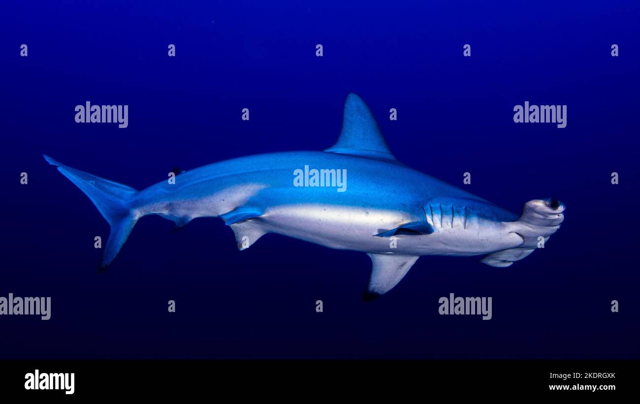 Close up of scalloped hammerhead shark in open water on diving safari in Egypt Stock Photo Alamy