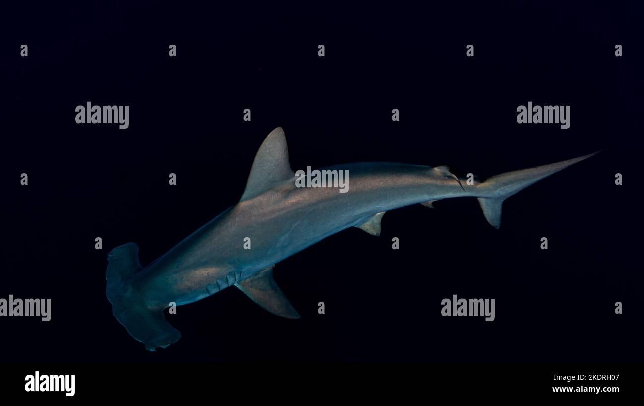 Close up of scalloped hammerhead shark in open water on diving safari in Egypt Stock Photo Alamy