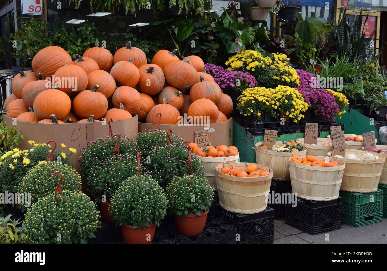 Shop window with flowers and pumpkins decoration Stock Photo