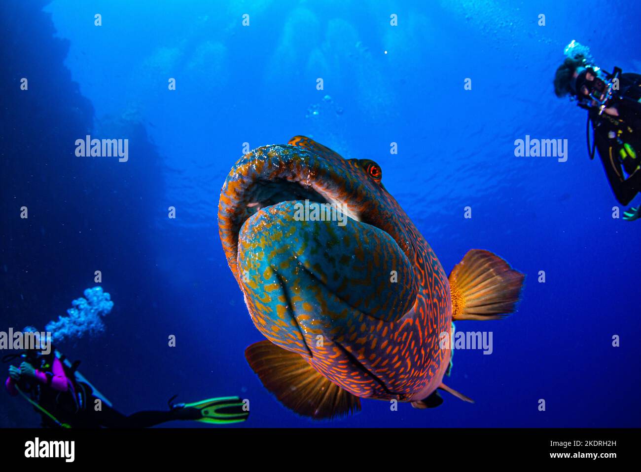 Close up of curious and colourful Napoleon wrasse fish among divers approaching camera Stock Photo