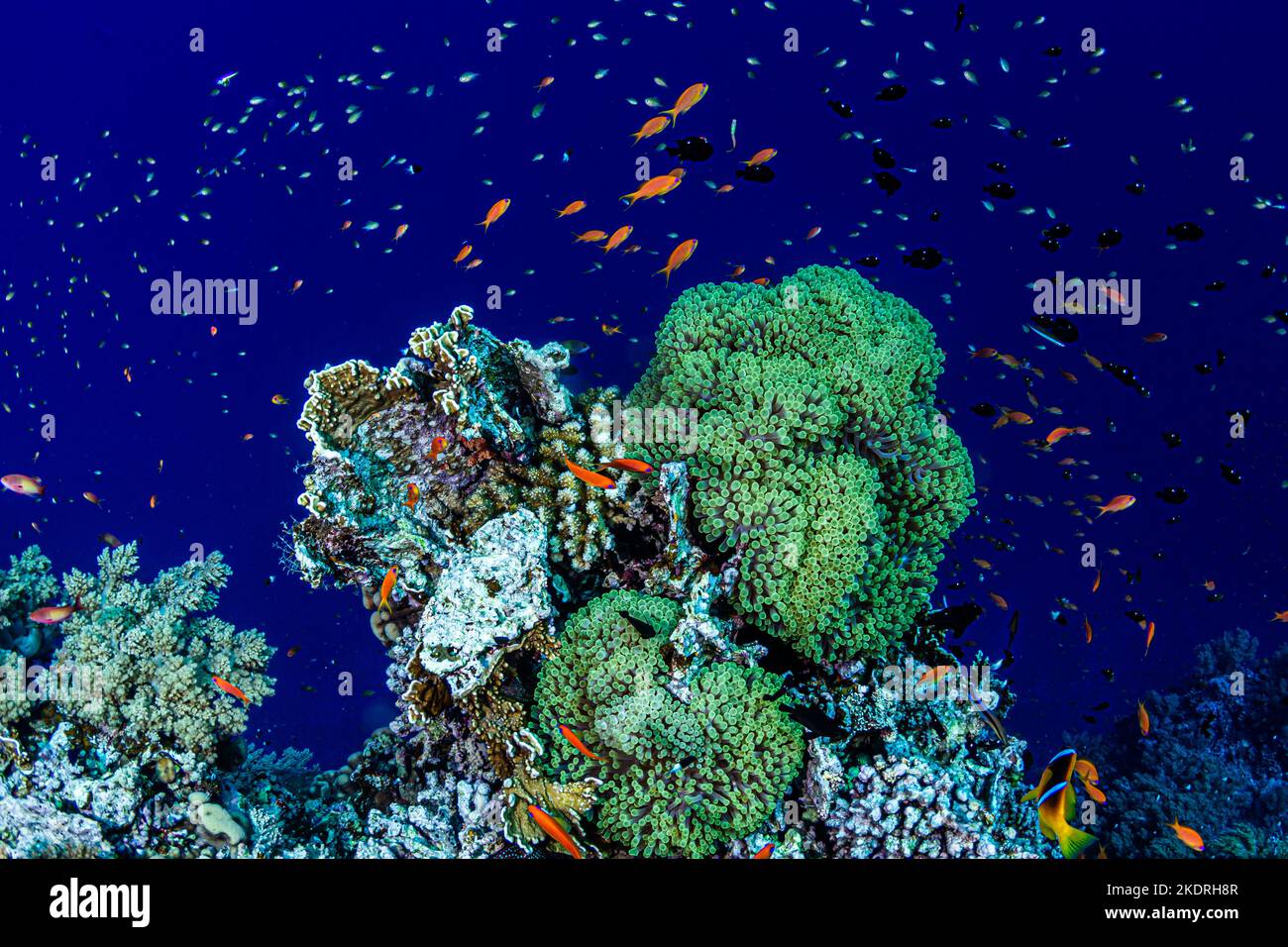 Fish on a coral reef with blue background on diving safari in Egypt Stock Photo