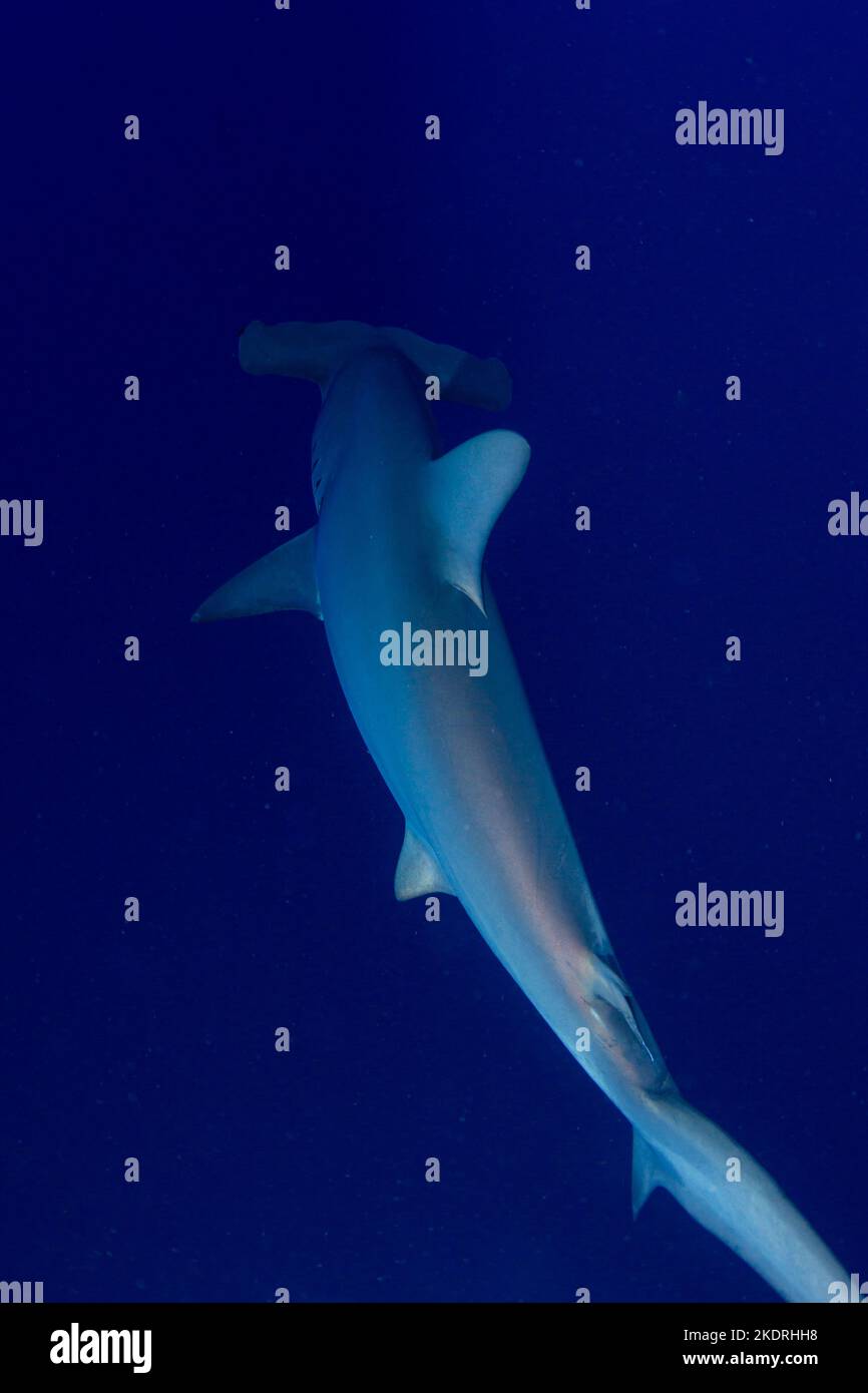 Close up of scalloped hammerhead shark in open water on diving safari in Egypt Stock Photo Alamy