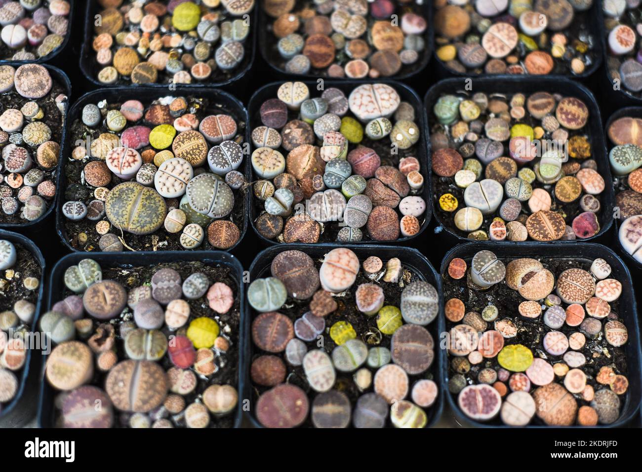 Many potted Lithops succulents (pebble plants or living stones) pebble plants or living stonesat a flower market Stock Photo