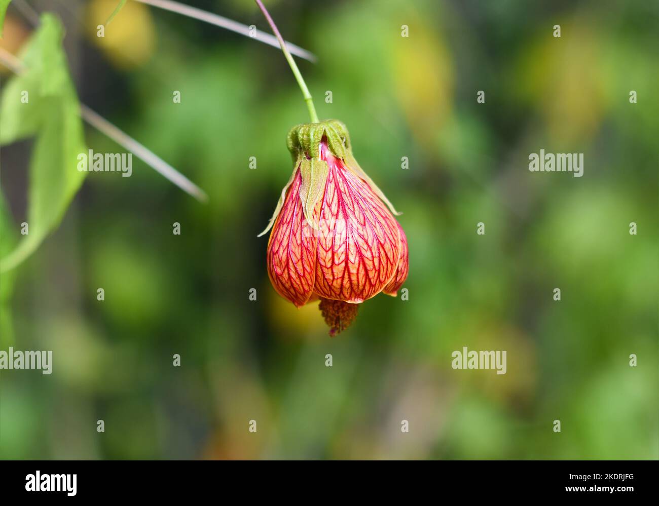 Abutilon pictum or Abutilon striatum redvein flower growing in Da Lat in Vietnam abutilon, red vein Indian mallow, redvein flowering maple, Chinese-la Stock Photo