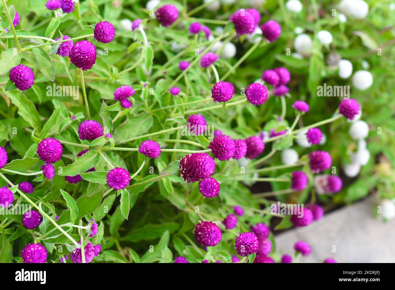 Gomphrena globosa, commonly known as globe amaranth growing in Vietnam Stock Photo