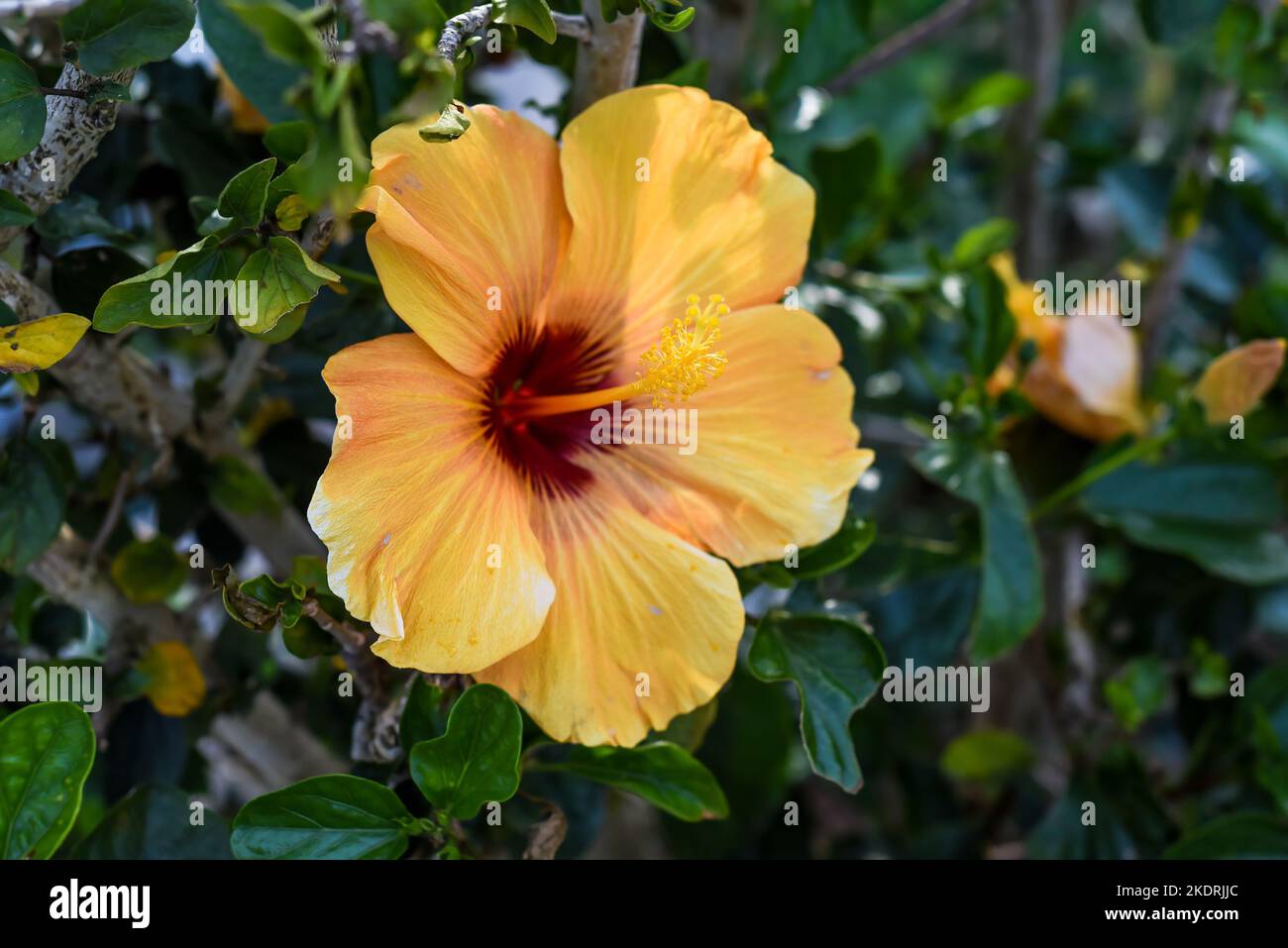 Hibiscus rosasinensis, known colloquially as Chinese hibiscus, China