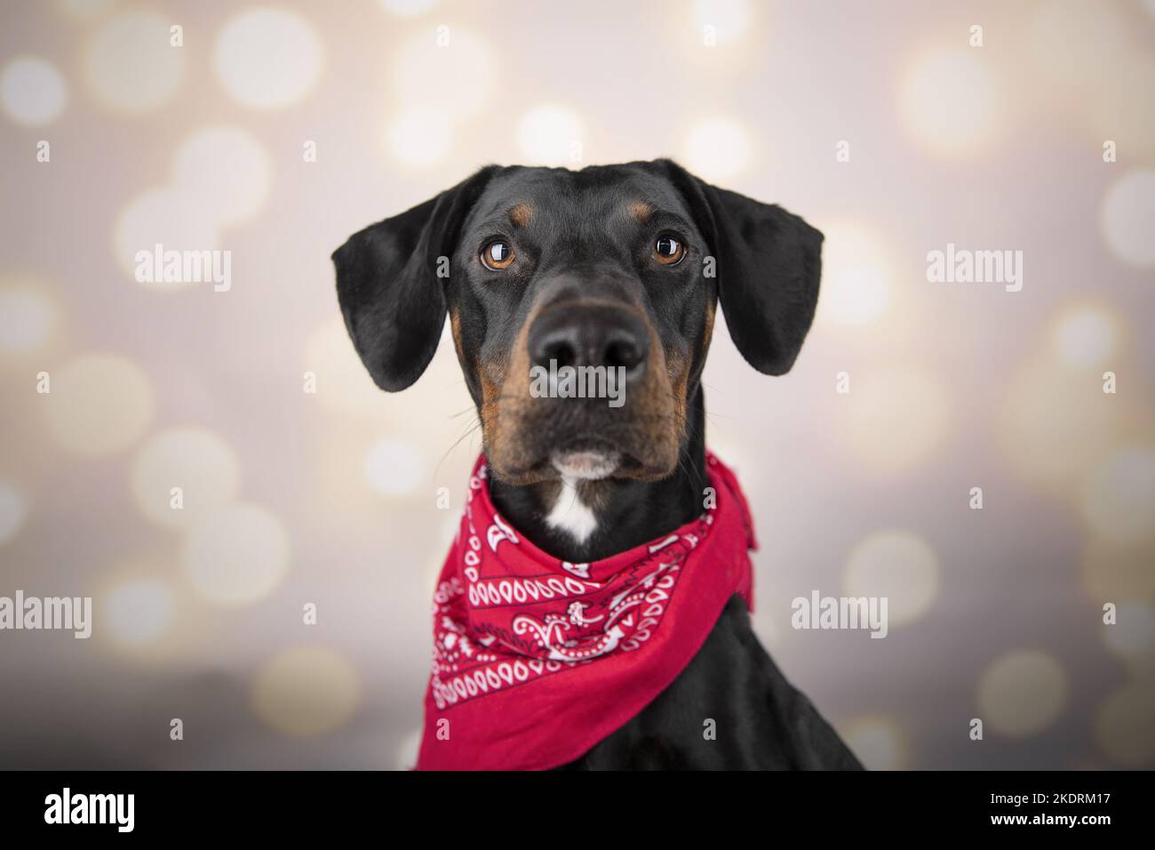 Doberman-Pinscher-Mongrel portrait Stock Photo