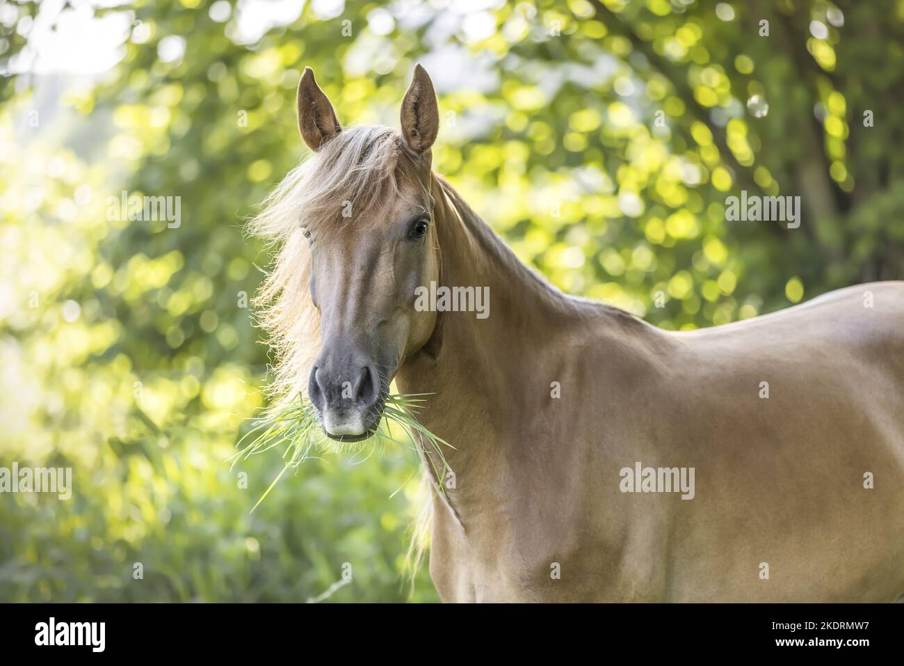 New-Forest-Pony-Haflinger-Cross Stock Photo
