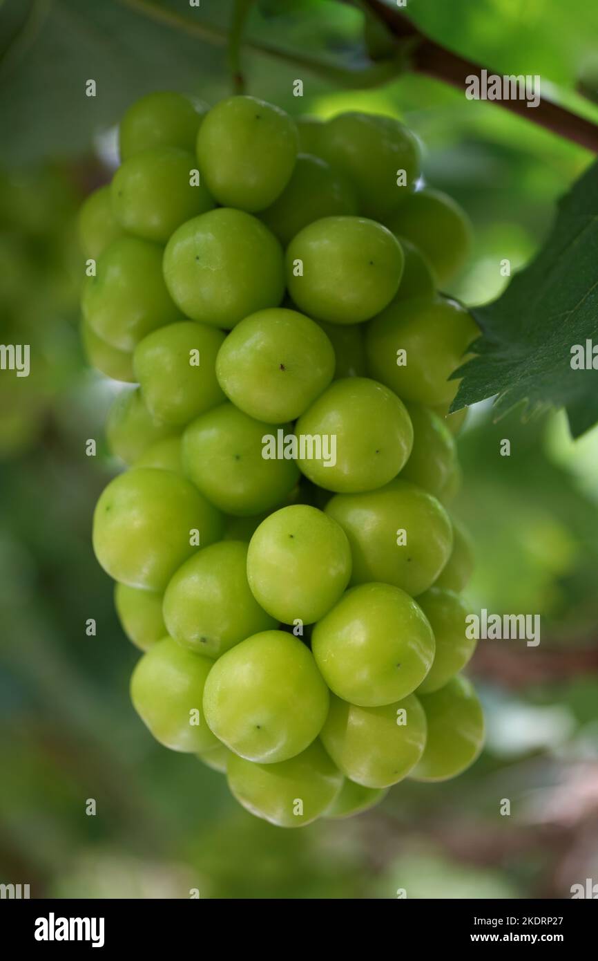 Shine muscat grape hi-res stock photography and images - Alamy