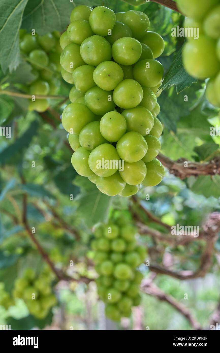 The Shine Muscat Stock Photo - Alamy