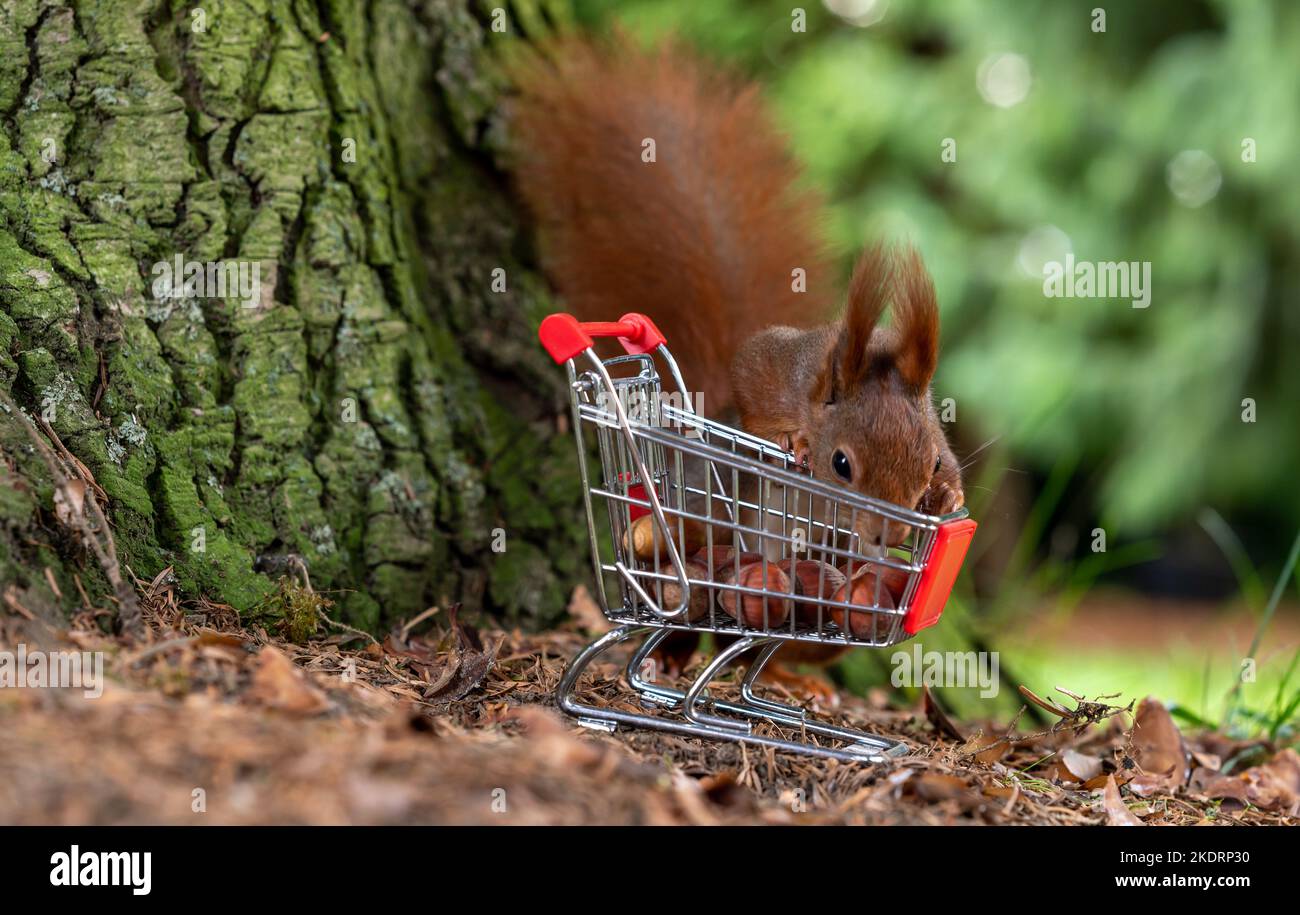 European red squirrel is collecting hazelnuts in a shopping trolley. Stock Photo
