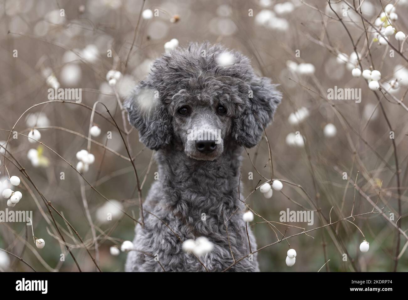 male Royal Standard Poodle Stock Photo Alamy