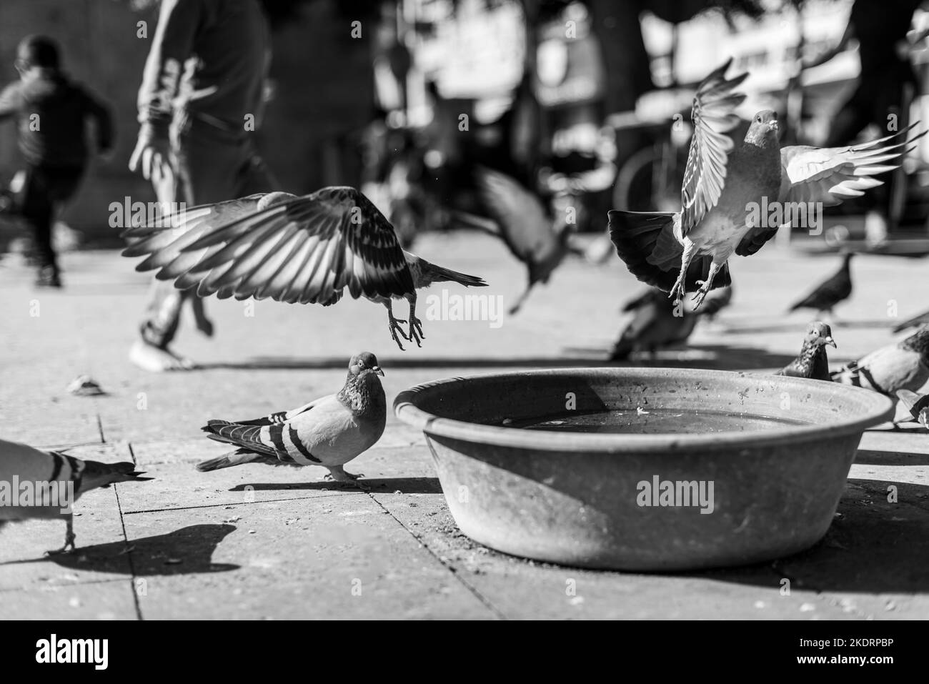 Flying beautiful pigeons  in a park, close up, black and white photography Stock Photo