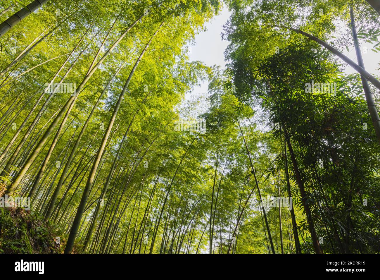 Yibin city in sichuan bamboo sea scenery Stock Photo