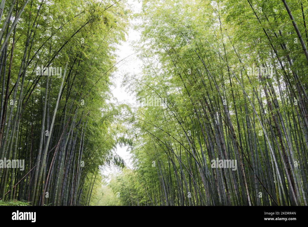 Yibin city in sichuan bamboo sea scenery Stock Photo