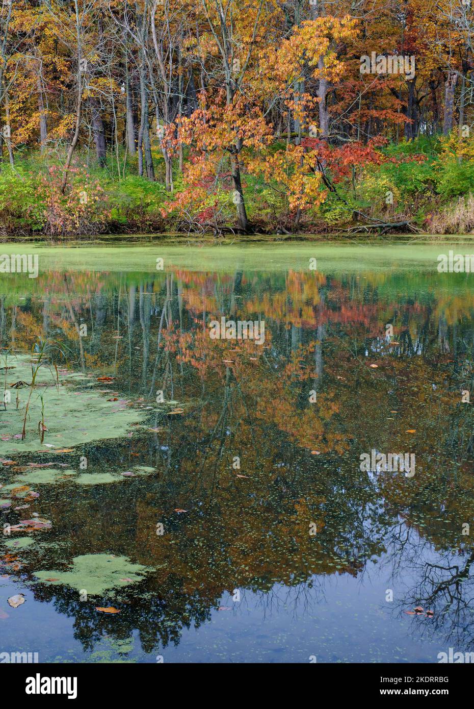 Dupage county forest preserve hi-res stock photography and images 
