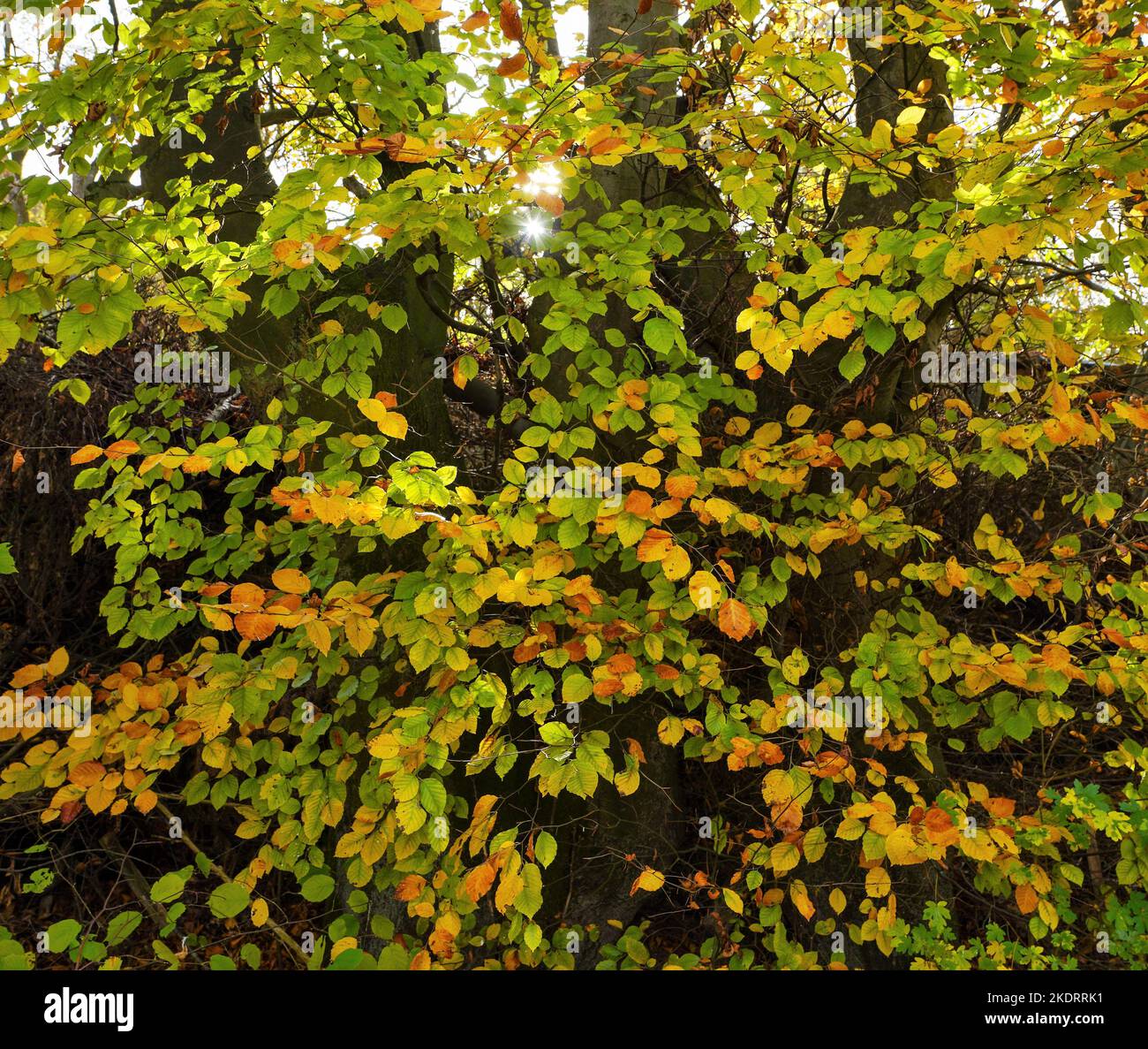 Bunte Blätter. Herbstlaub Stock Photo