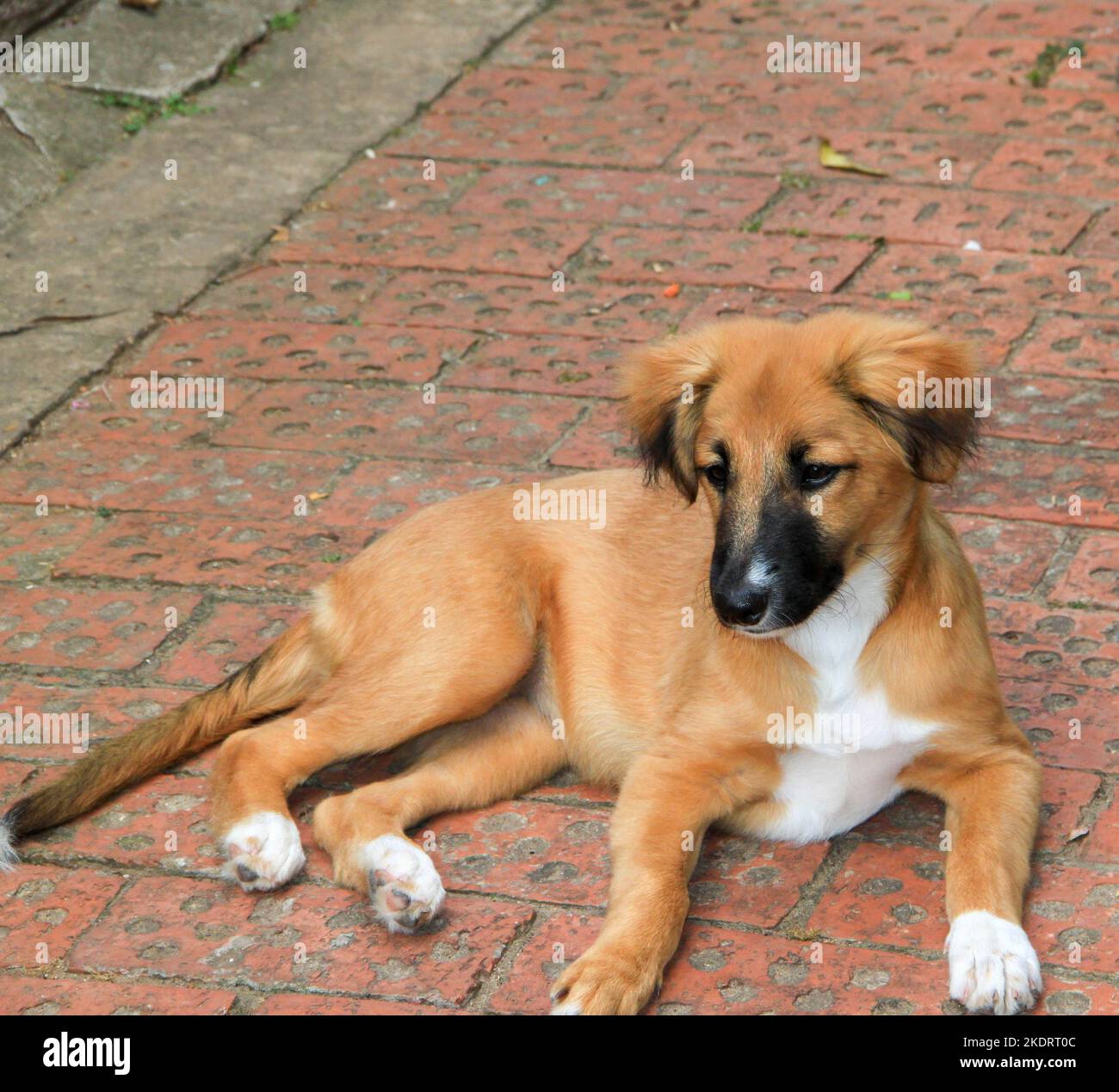 riley ,the most beautiful puppy in the world Stock Photo - Alamy