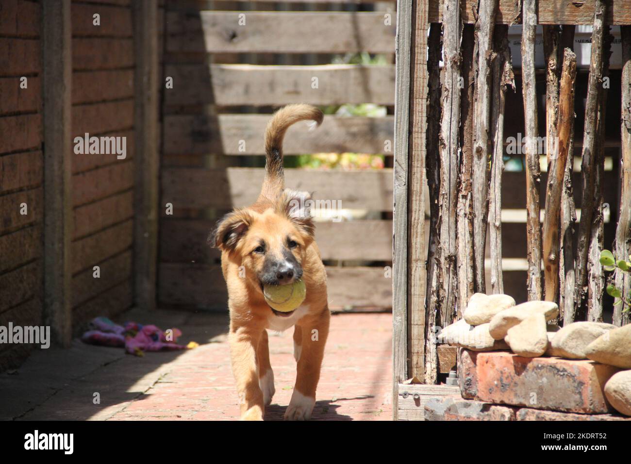 riley ,the most beautiful puppy in the world Stock Photo - Alamy
