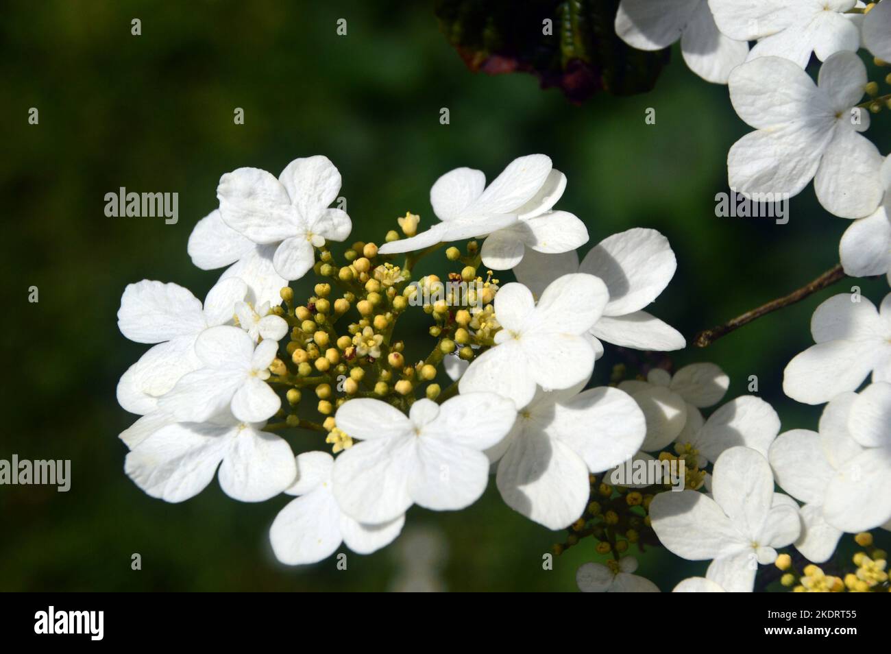 White Viburnum Plicatum 'Mariesii' (Japanese Snowball) Flowers grown at RHS Garden Rosemoor, Torrington, Devon, England, UK. Stock Photo