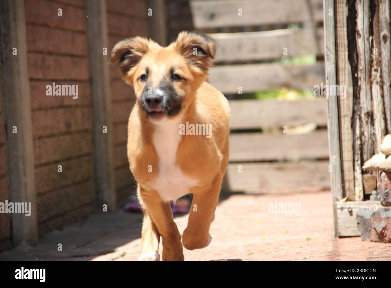 riley ,the most beautiful puppy in the world Stock Photo - Alamy