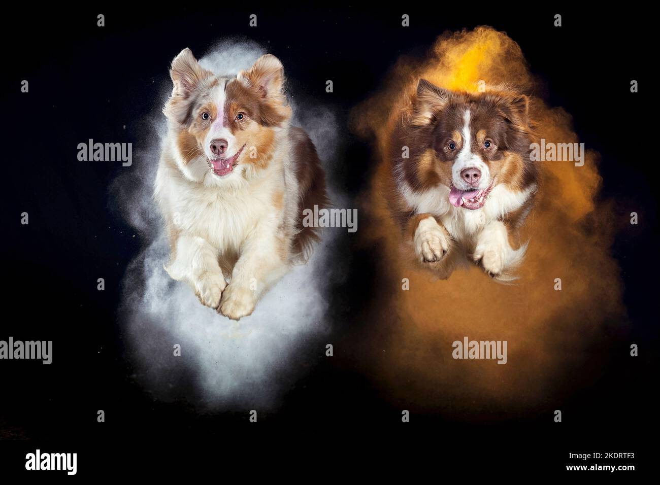 Australian Shepherd with holi powder Stock Photo Alamy