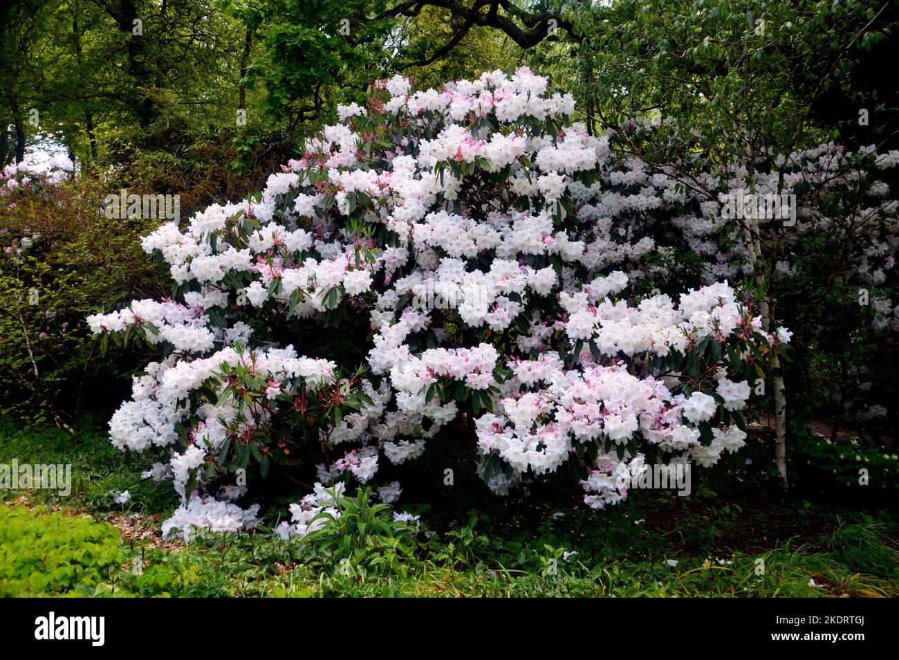 Flowering White with Pink Flush Rhododendron 'Loderi King George' Shrub grown at RHS Garden Rosemoor, Torrington, Devon, England, UK. Stock Photo