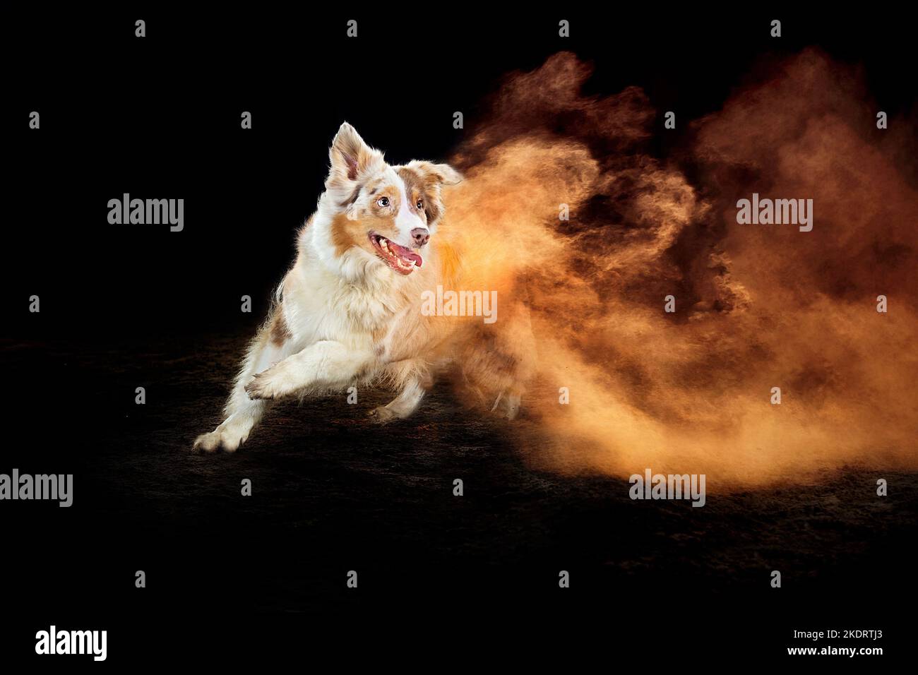 Australian Shepherd with holi powder Stock Photo Alamy