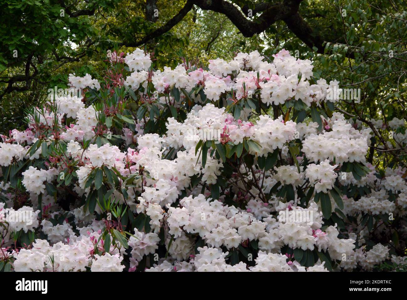 Flowering White with Pink Flush Rhododendron 'Loderi King George' Shrub grown at RHS Garden Rosemoor, Torrington, Devon, England, UK. Stock Photo