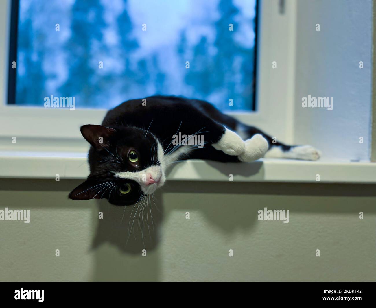 black cat with a white neck and belly is lying on a white plastic windowsill with raised paws on its back. Stock Photo