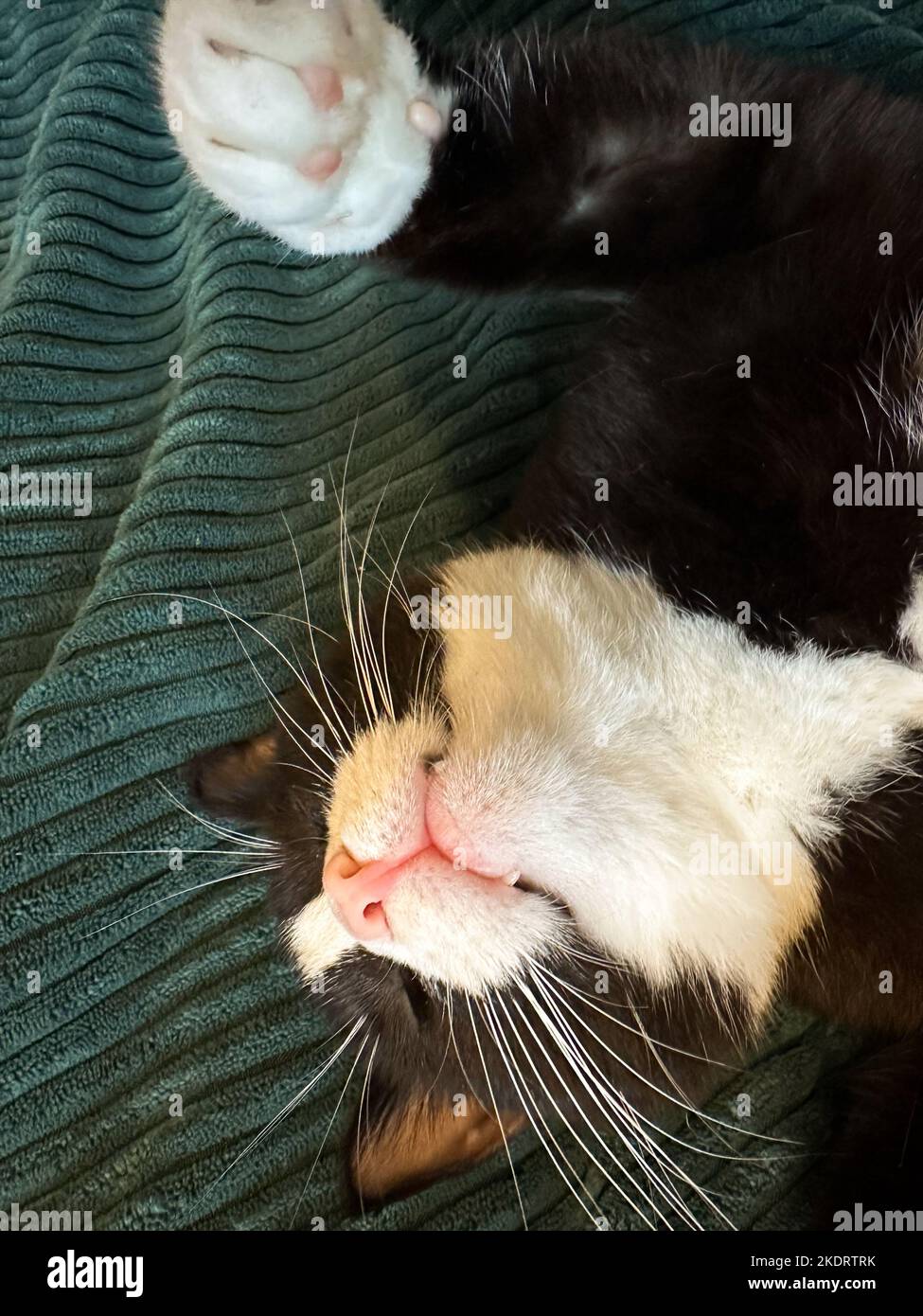 black cat with a white belly and paws is lying with its paws in the air on its back in a green blanket. The cat has visible teeth. Stock Photo
