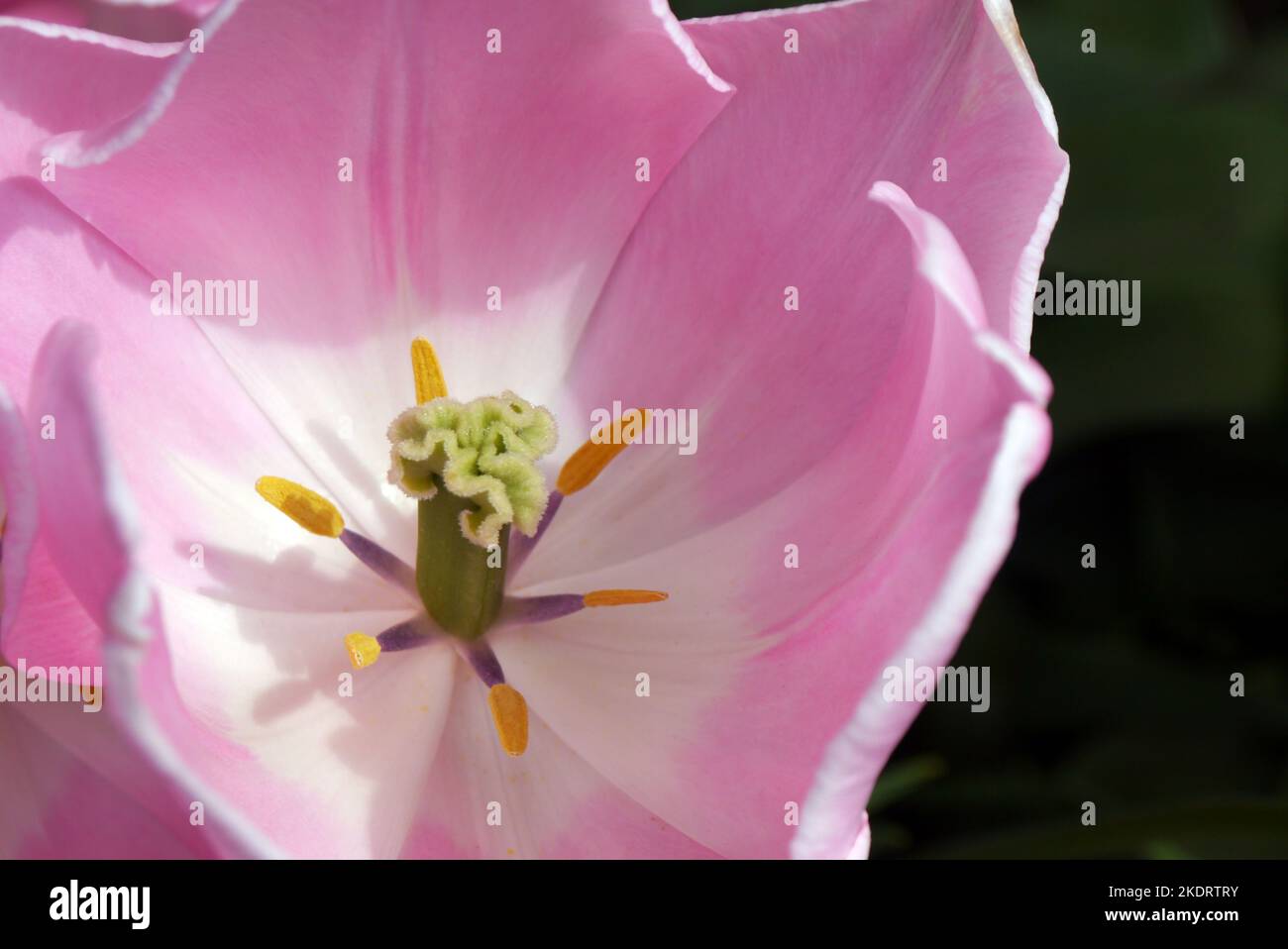 Close up of a Single Pink Tulipa 'Mango Charm' (Triumph Tulip) Flower Head grown at RHS Garden Rosemoor, Torrington, Devon, England, UK. Stock Photo