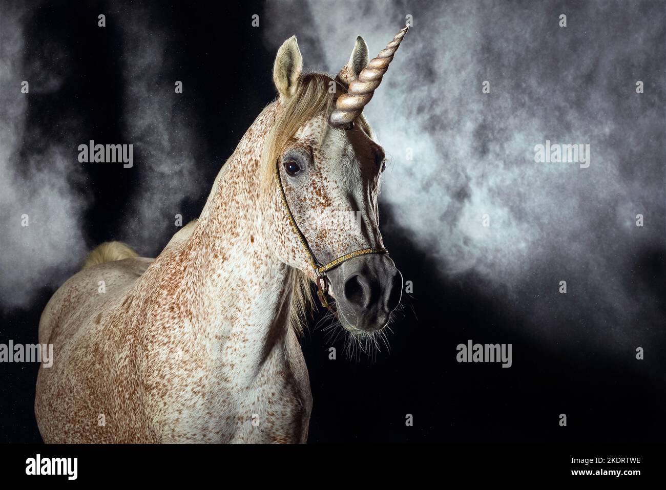 Arabian horse with holi powder Stock Photo