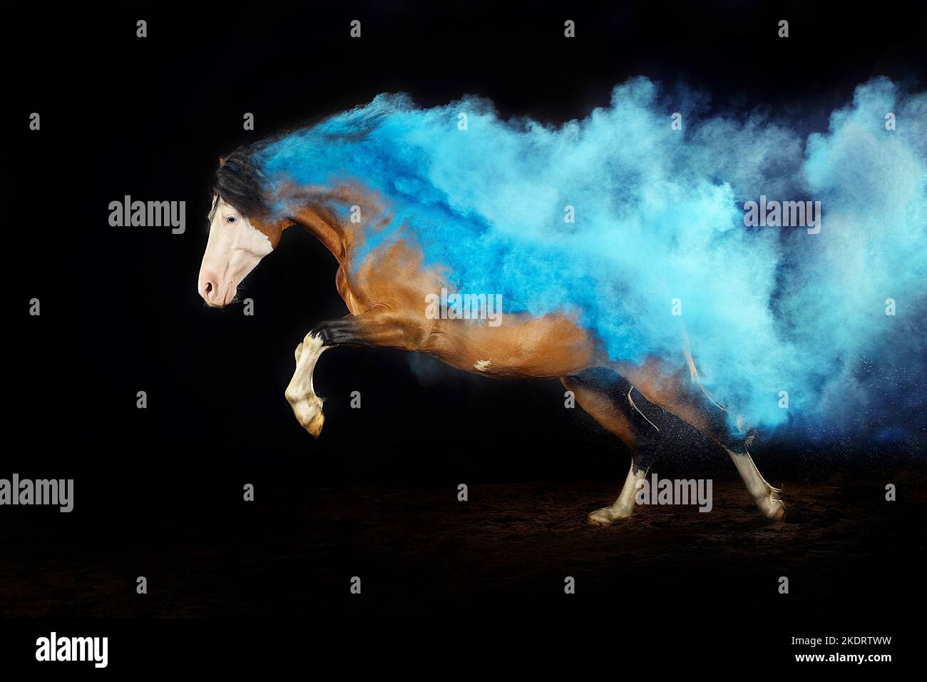 Welsh Pony with holi colour Stock Photo